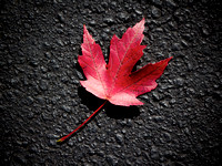 Fall Maple Leaf