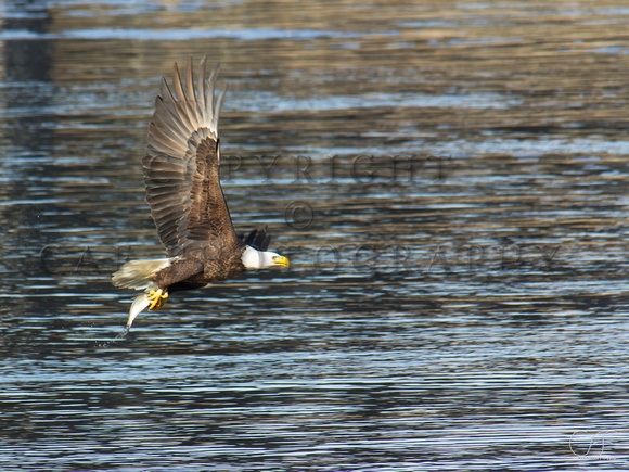 Adult bald eagle with fish